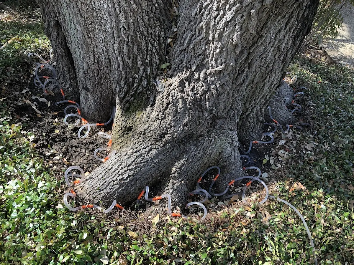 Detailed Tree Cabling and Bracing job site in Slade